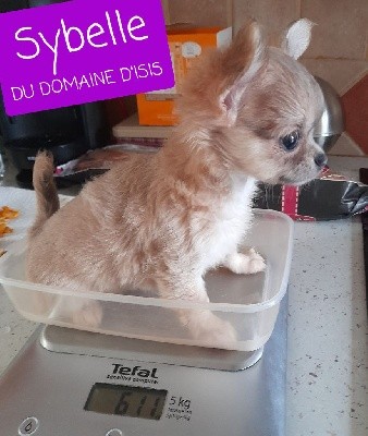 Sybelle