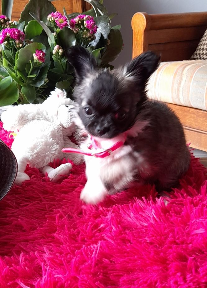 Chiot Chihuahua du domaine d'Isis