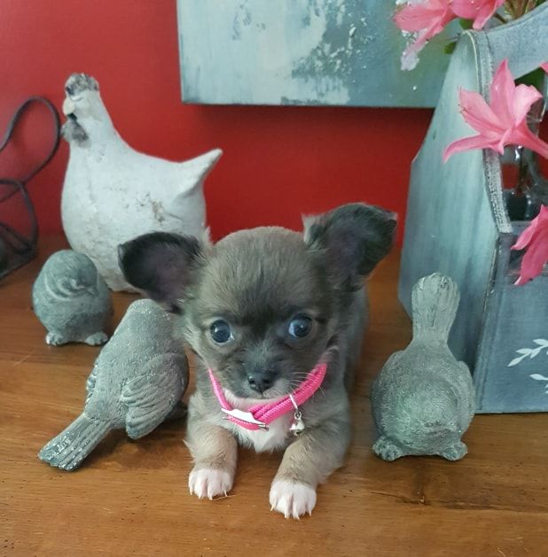 du domaine d'Isis - Chihuahua - Portée née le 07/04/2019